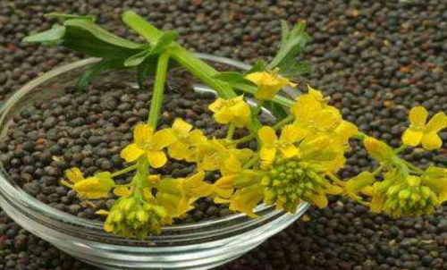 菜粕期貨的手續(xù)費是多少？有優(yōu)惠政